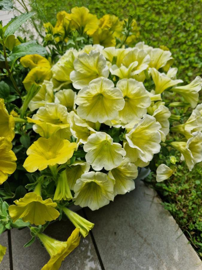 Garden & Pool Perugini Apartment Torbole Sul Garda ภายนอก รูปภาพ