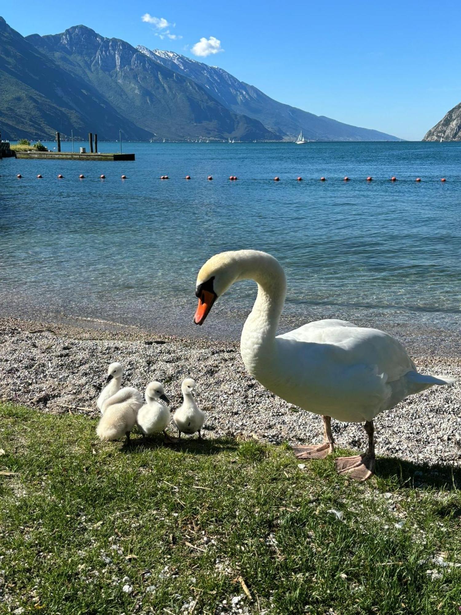 Garden & Pool Perugini Apartment Torbole Sul Garda ภายนอก รูปภาพ